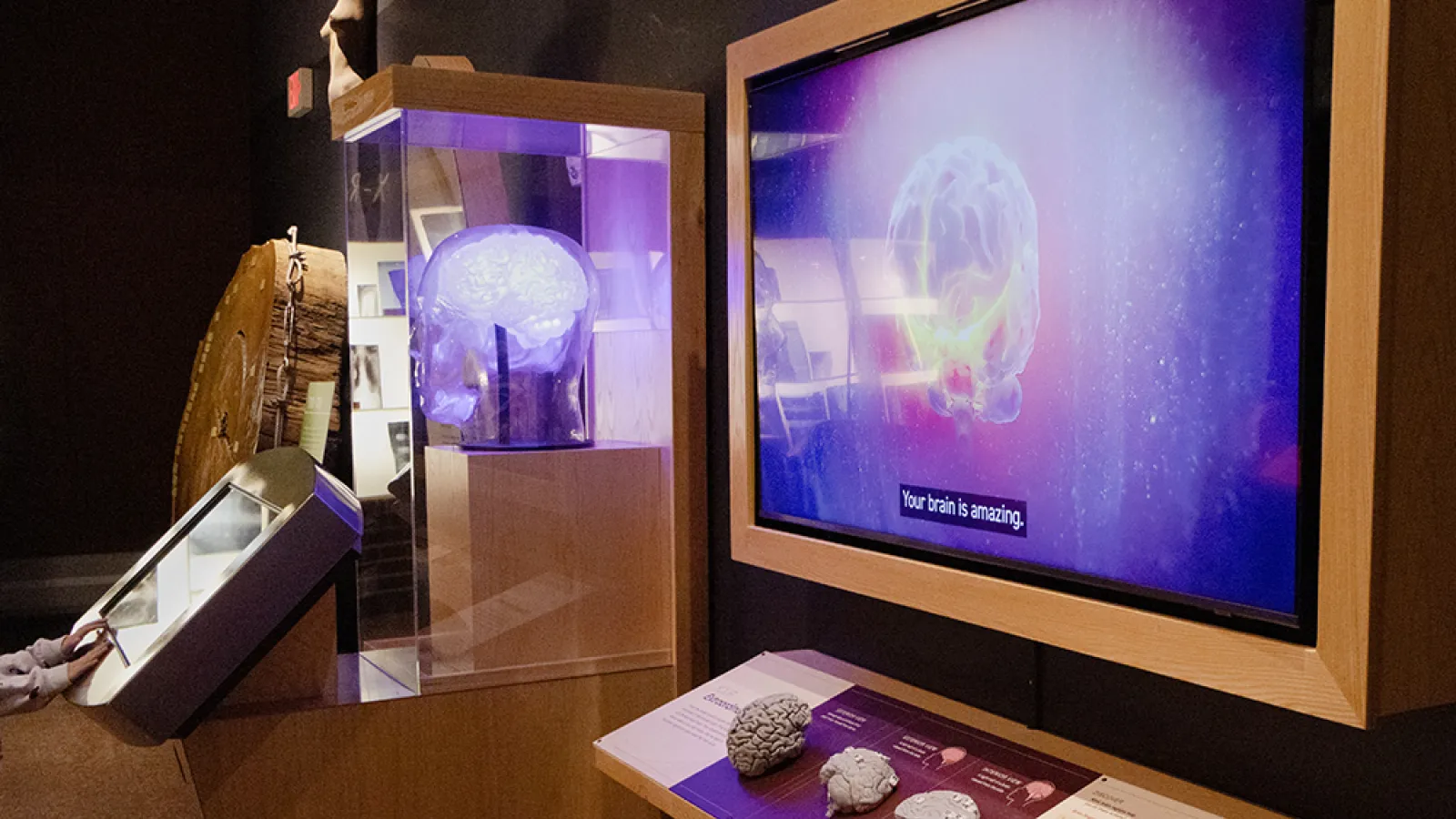 A child's hands on a touchscreen near a translucent 3D brain model, while a large screen nearby displays a brain rendering.