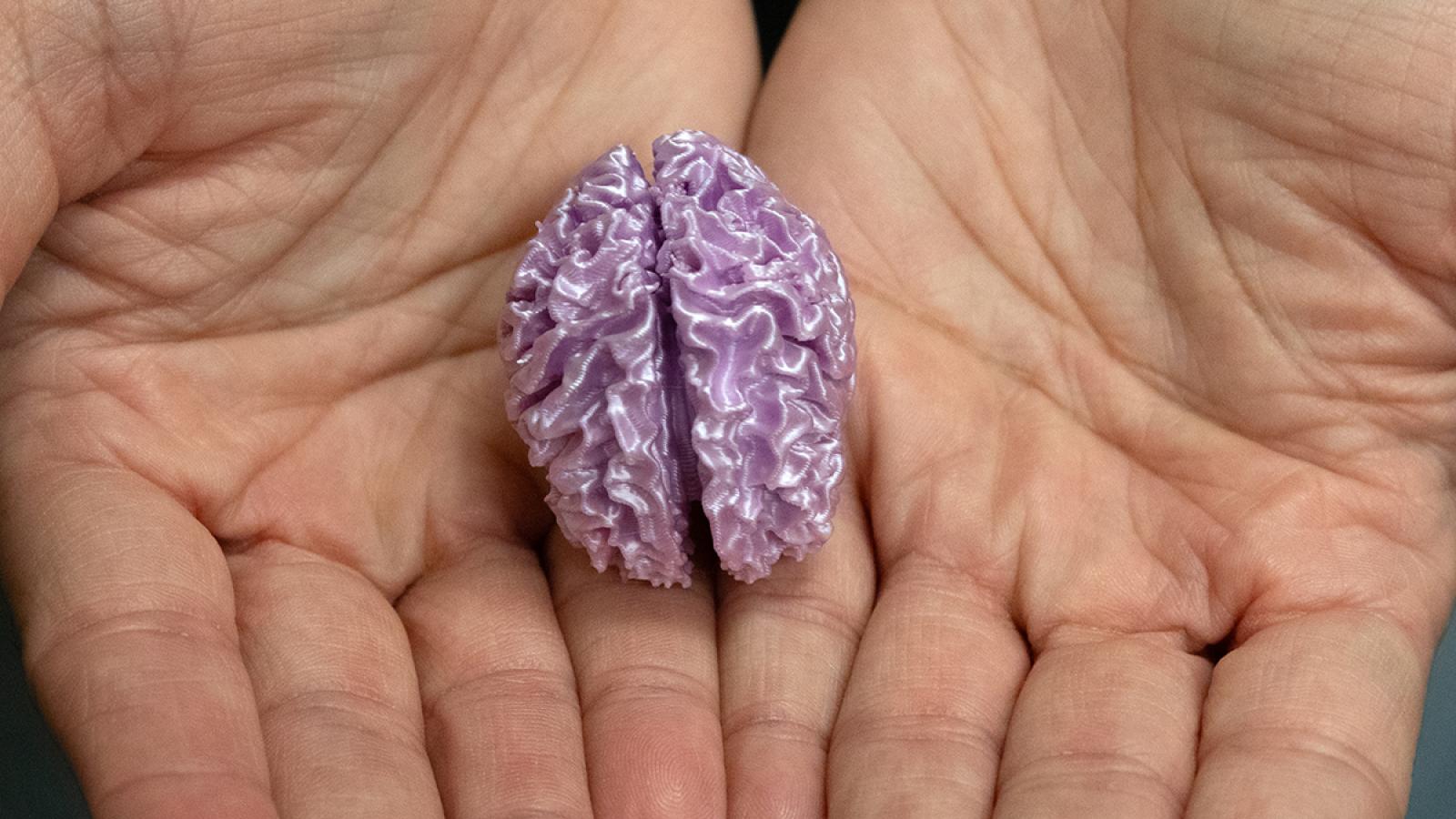 Hands holding 3D printed brain