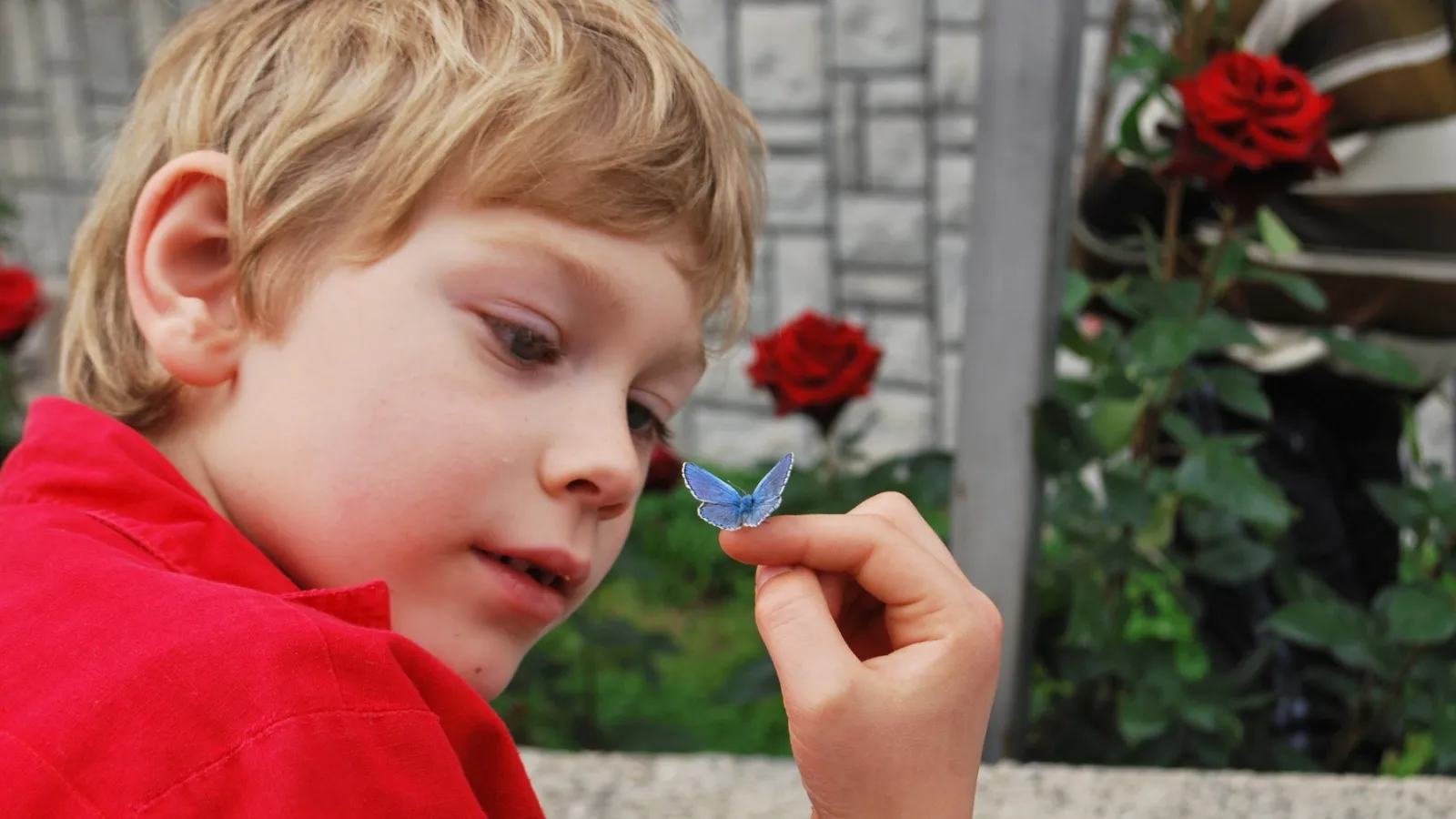 Boy in red shirt holding butterfly; OSU News
