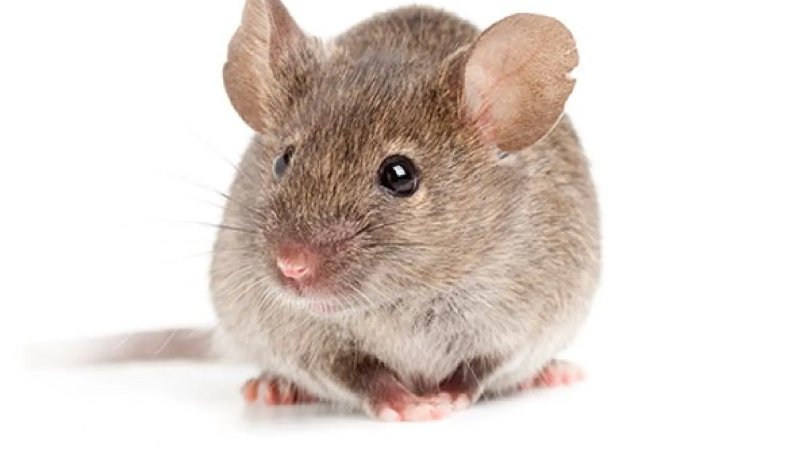 Small field mouse