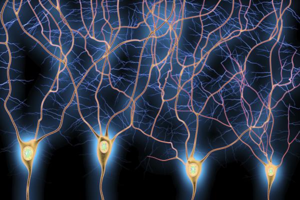 Computer illustration of dendrites, the branch-like projections extending from neurons in the brain.