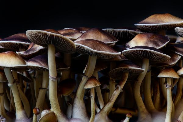 A cluster of brown and white mushrooms