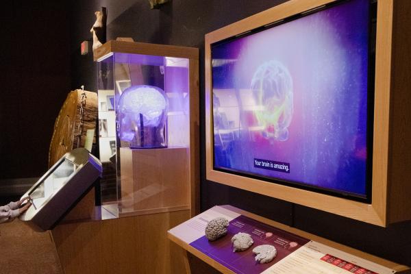 A child's hands on a touchscreen near a translucent 3D brain model, while a large screen nearby displays a brain rendering.