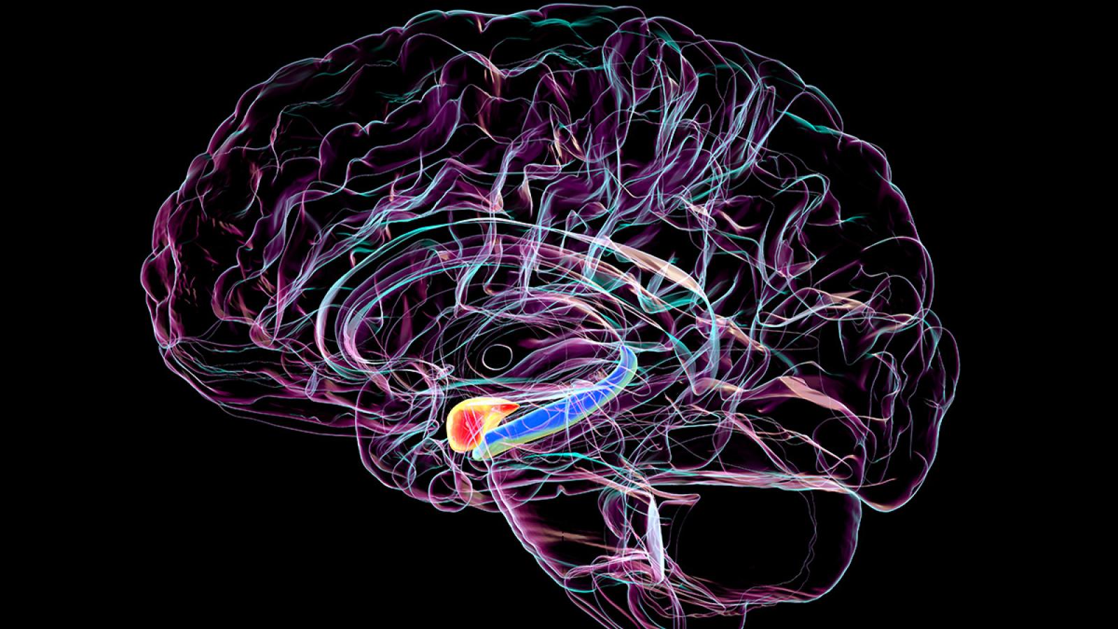 Outline of a human brain with the hippocampus highlighted in blue.