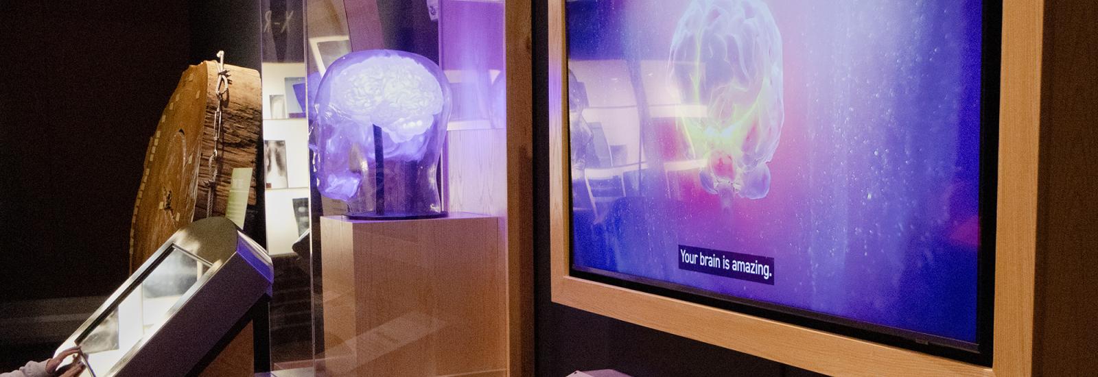 A child's hands on a touchscreen near a translucent 3D brain model, while a large screen nearby displays a brain rendering.